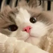 あいかの画像