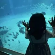 あおまま