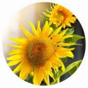 sunflower 断捨離中の画像
