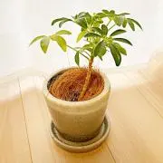 りーの画像