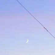 リリーの画像