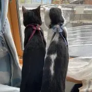 かんかん