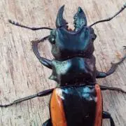 あきの画像