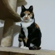 ■ぶちねこや■の画像