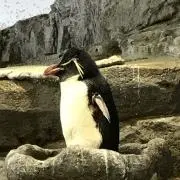 HYHYH