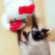 わったん  〜即購入、ご遠慮下さい〜の画像