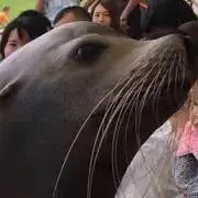 poco