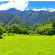 淡麗の画像