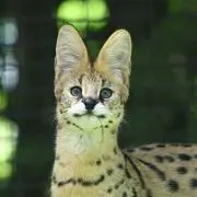 ピーキー