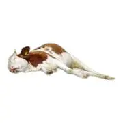 牛ちゃんの画像