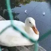 cho！の画像