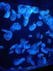 Ｙ