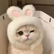 nyanの画像