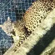 オロゴンの画像