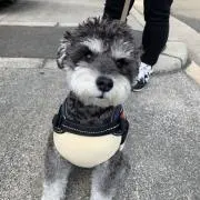 さくらの画像