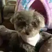 狼煙