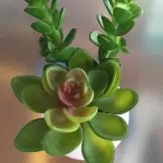 はな☆はなの画像