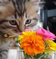 ぶちにゃんの画像