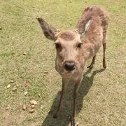 はたけの画像