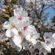 ホッシー✴︎の画像
