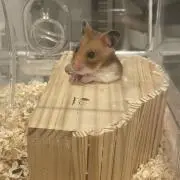 みとかの画像