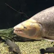 ユウパパの画像