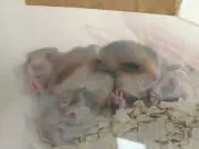karenの画像