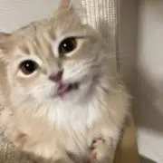 えむの画像