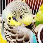satomi