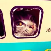 Image of ねこ★即購入大歓迎★プロフ必読★
