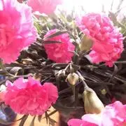 リリ