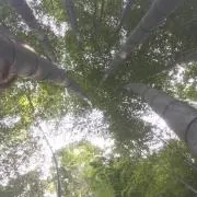 mkの画像