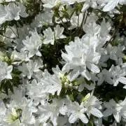 ma035の画像