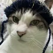 yuzuねこの画像