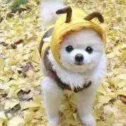 あきの画像