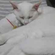 コマツ