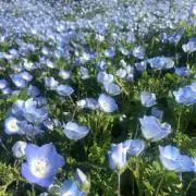 ABCの画像