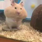 プッチンの画像