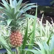 ピロリン☆の画像