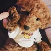 zuodyuの画像
