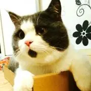 ネコネ