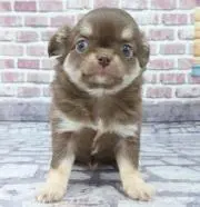 まろだいずの画像