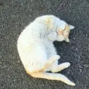 momo★の画像
