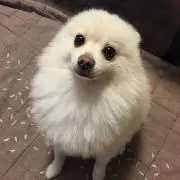 れんの画像