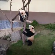 パンダの画像