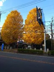 ことぴの画像
