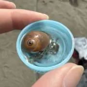 Waihaaの画像