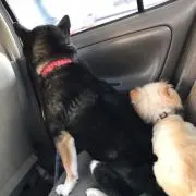 くみっきーの画像