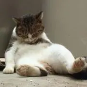 だいすけぇの画像