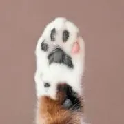 ちーち